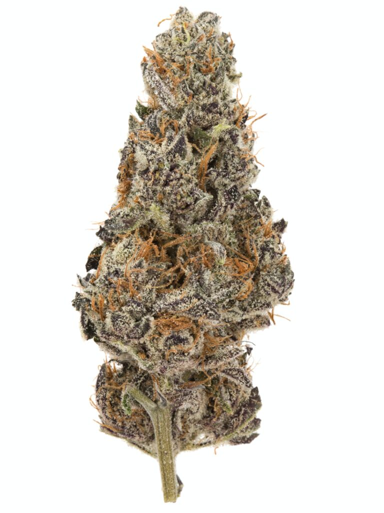 black_dog_og - DGC Black D.O.G. OG is a heavy-hitting indica-dominant hybrid, known for its intensely relaxing effects and high THC potency. A cross between Blackberry Kush and Emerald Headband, this strain delivers a potent, full-body high with a burst of cerebral euphoria before melting into deep relaxation.