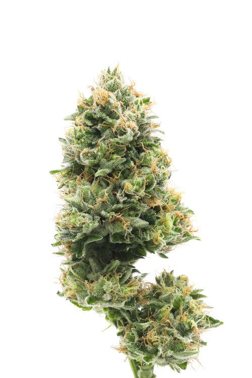 blue-cheesejpeg - DGC